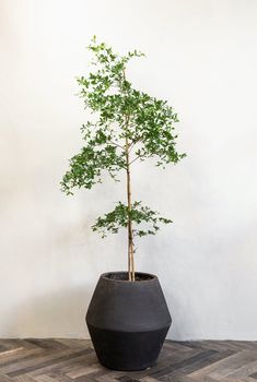 a small tree in a black pot on a wooden floor