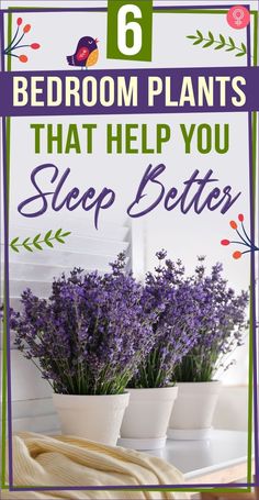 lavenders in white pots with text that reads 6 bedroom plants that help you sleep better