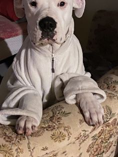 a large white dog sitting on top of a chair