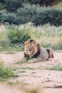 a large lion laying on top of a dirt road next to green grass and bushes