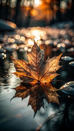 a leaf that is laying on the ground with water in front of it and some lights behind it