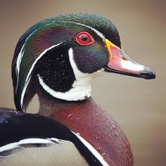 a close up of a duck with red eyes