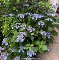 blue flowers and green leaves in front of a house