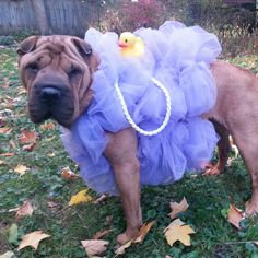 a dog wearing a purple tutu with a rubber ducky on it's back