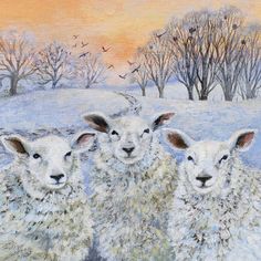 three sheep standing next to each other on a snow covered field with trees in the background