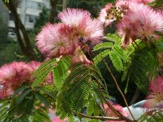 pink flowers are blooming on the tree outside