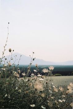 a field with flowers and the words, turn lord and deliver me save me because of your unfailing love