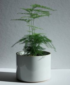 a small potted plant sitting on top of a white table next to a wall