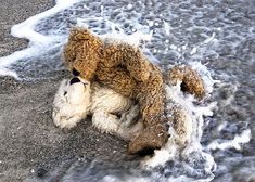 a teddy bear that is laying in the sand