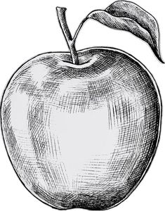 an apple with a leaf on the top and one side drawn by hand in black ink