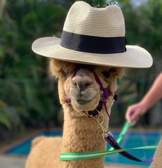 a llama wearing a hat and leash