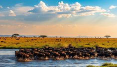 Discover the best time to go to Kenya for a magical safari experience, where wildlife encounters and idyllic weather await your adventure.
The post The Best Time to Visit Kenya for an Unforgettable Safari appeared first on Only By Land.