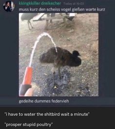 an ostrich drinking water out of a faucet