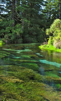 the water is very clear and green in this area with moss growing all over it