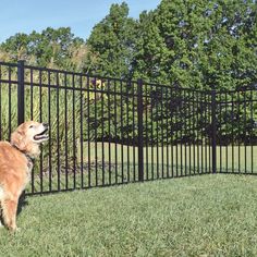 a brown dog standing next to a black fence on top of a grass covered field