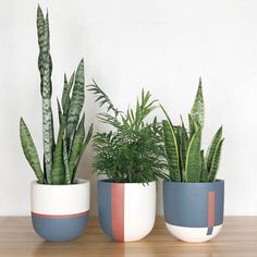 three potted plants sitting on top of a wooden table