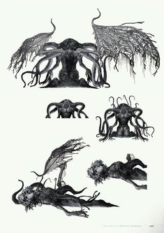 four different types of squids in black and white, with long tentacles attached to them