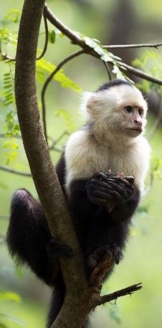 a white and black monkey sitting on top of a tree branch