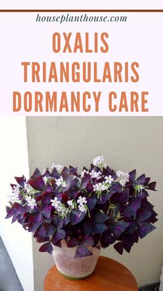 photo shows my oxalis triangularis plant with purple leaves and white flowers, placed on a table. The written website post is an oxalis triangularis dormancy care guide Oxalis Plant Care, Oxalis Plant, Inside Gardening, Houseplant Collection, Orchid Plant Care, Shade Loving Perennials