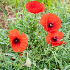 three red flowers are growing in the grass