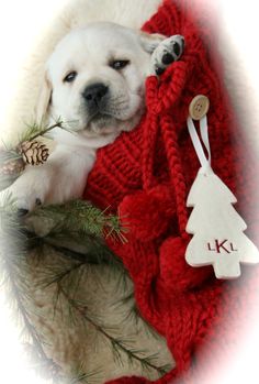 a white dog laying on top of a blanket next to a christmas tree ornament