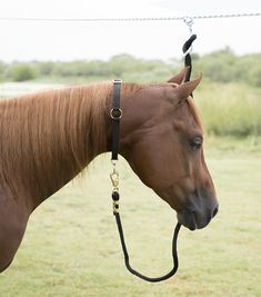 a brown horse wearing a black bridle on its head in a grassy field