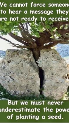 a rock with a tree growing out of it and a quote about the power of planting a seed