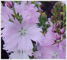 pink flowers are blooming in the garden