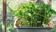 An elderly woman holds young pepper sprouts for planting in the ground. Spring sowing work. The concept of growing stock images Elderly Woman, Hand Images, Growing Vegetables, Planting, Sprouts, Hold On