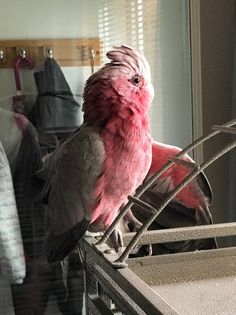 a pink and grey bird sitting on top of a metal rack next to a window