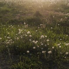 the sun shines through the foggy grass and dandelions