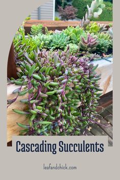 several succulents are growing in a garden with the words cascading succulents