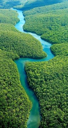 an aerial view of a river running through a lush green forest filled with lots of trees