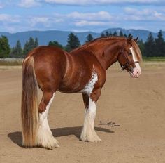 a brown and white horse standing on top of a dirt field with trees in the background