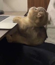 a cat is sitting on its hind legs and reaching up to the laptop computer screen