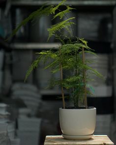 a potted plant sitting on top of a wooden table