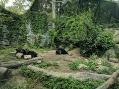 two black bears laying in the dirt near some trees and bushes with green foliage on them