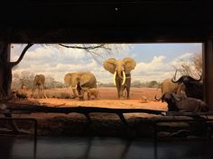 there are many elephants and giraffes in the wild together on this display