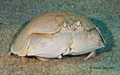 a close up of a crab on the sand