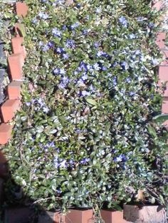 blue flowers growing on the side of a brick wall in front of a planter