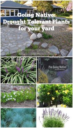 different types of plants that are growing in the yard with text overlaying them