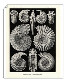 an old book with different types of sea shells on it's cover, and the words ammoniten