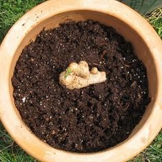 a potted plant with dirt in it sitting on the ground next to some grass