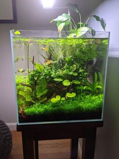 an aquarium filled with green plants and water