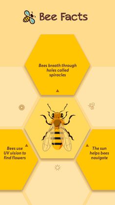 the bee fact is shown in yellow and white, with four bees on each side