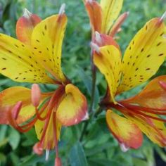 yellow and red flowers with green leaves in the background