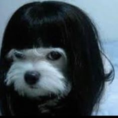 a white dog with long black hair on top of it's head and the words miralucho soy la ninjadel ar