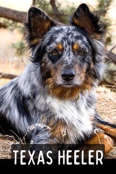 a dog that is laying down on the ground with his head turned to the side