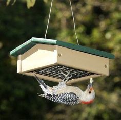 a bird feeder hanging from a tree with two birds eating out of it's tray