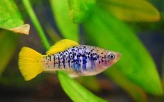 a yellow and blue fish in an aquarium next to some green plants on the water